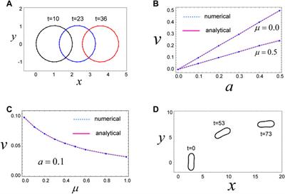 A cell membrane model that reproduces cortical flow-driven cell migration and collective movement